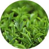 Camellia sinensis leaf extract